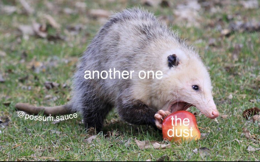 ‘Possums pave the way for a progressing meme culture